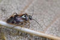 Orthops