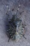 Rhaphigaster nebulosa