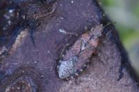 Orsillus depressus