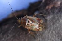 Lygus pratensis