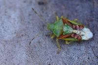 Cyphostethus tristriatus