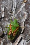 Cyphostethus tristriatus
