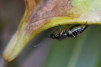Orthops