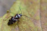 Orthops