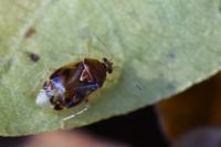 Deraeocoris lutescens