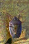 Piezodorus lituratus