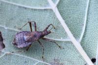 Himacerus apterus