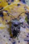 Elasmucha grisea