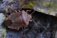 Palomena prasina