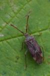 Pantilius tunicatus