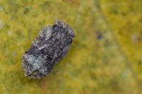 Ledra aurita