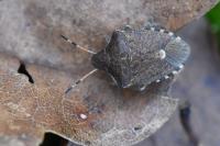Peribalus strictus