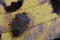 Palomena prasina
