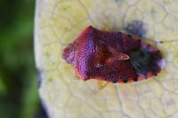 Elasmucha grisea