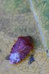 Elasmucha grisea