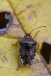 Elasmucha grisea