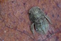 Ledra aurita