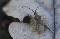 Gonocerus acuteangulatus
