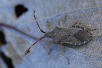Gonocerus acuteangulatus
