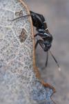 Pilophorus cinnamopterus