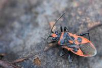 Corizus hyoscyami