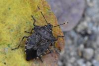 Troilus luridus