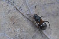 Pilophorus cinnamopterus