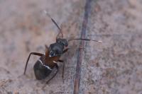 Pilophorus cinnamopterus