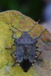Troilus luridus