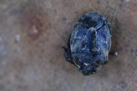 Holcogaster fibulata