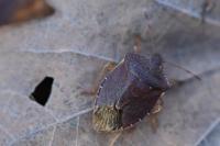 Palomena prasina