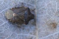 Peribalus strictus