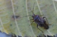 Lygus rugulipennis