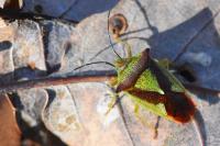 Acanthosoma haemorrhoidale