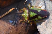 Acanthosoma haemorrhoidale