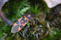 Corizus hyoscyami
