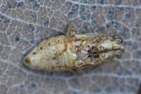 Brachycarenus tigrinus