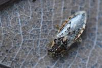 Brachycarenus tigrinus