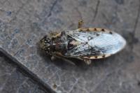 Brachycarenus tigrinus