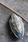 Aelia acuminata