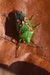 Cyphostethus tristriatus