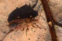 Orsillus depressus