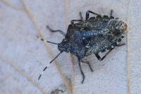 Rhaphigaster nebulosa