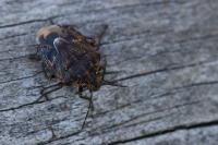 Holcogaster fibulata