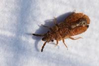 Aradus cinnamomeus