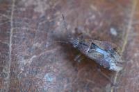 Orsillus depressus