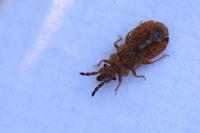 Aradus cinnamomeus