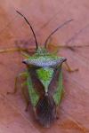 Acanthosoma haemorrhoidale