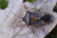 Acanthosoma haemorrhoidale