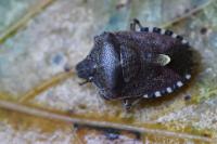 Dolycoris baccarum